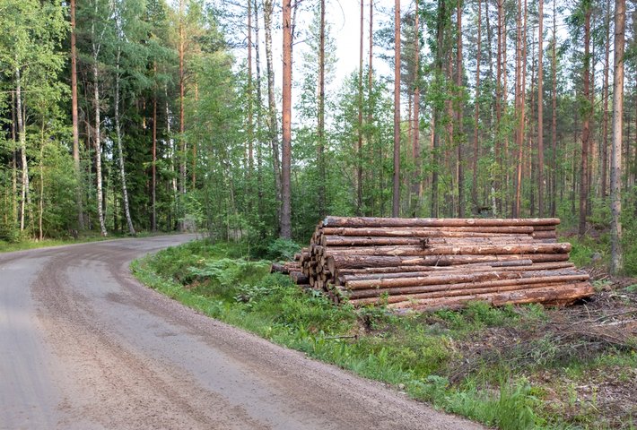 Haluatko tietää metsäsi arvon: palvelu huomioi sijainnin, puuston ja hakkuukypsyyden